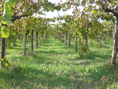 Grape Vines.